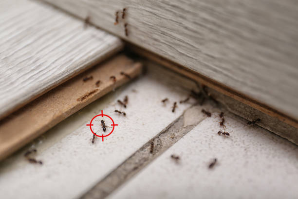 Pest Control for Restaurants in Church Rock, NM